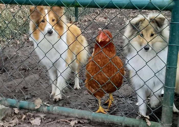 Holiday home Ut Witte *
